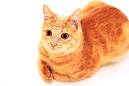 Red cat lying on a white background, tucked under her paws. Photo for veterinary clinics. Veterinary services.の写真素材