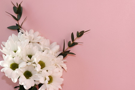Bouquet of white chrysanthemums on a pink background. Holiday and love concept. Valentine's day, March 8 and women's day. Copy Space.の写真素材