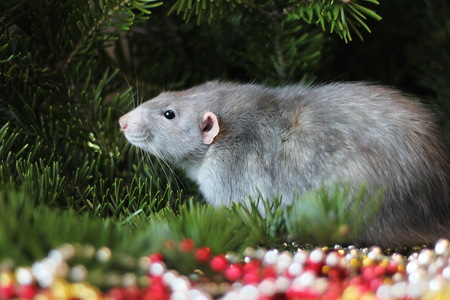 Grey domestic rat on a branch of a Christmas tree. Symbol of the new year 2020 in the Chinese calendar. New year and Christmas concept.の写真素材