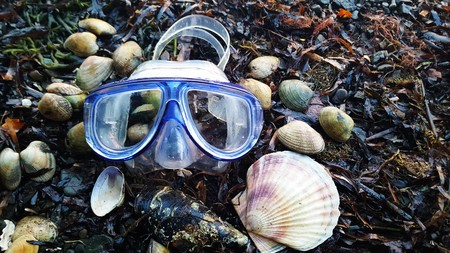 Diving mask and seashells on the sea coast. Seaside holidays. Summer.の写真素材