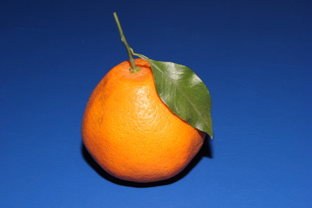Fresh Mineola tangerine with leave on the blue background. The concept of healthy eating, citrus and vitamin Cの写真素材