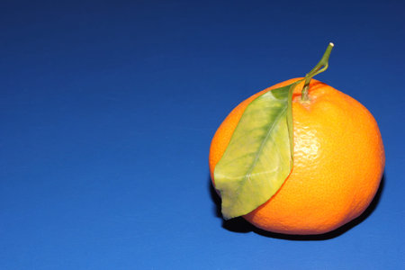 Fresh Mineola tangerine with leave on the blue background. The concept of healthy eating, citrus and...