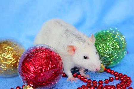 Rat among Christmas toys on blue background . Happy New year 2020. Chinese horoscope. year of rat.の写真素材
