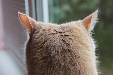 The back of the red cat's head, looking out the window. Close-up view of the cat's head from behind.の写真素材
