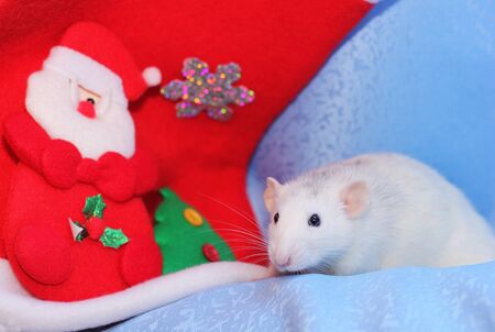 Rat-a symbol of The new year 2020. Happy New year.の写真素材