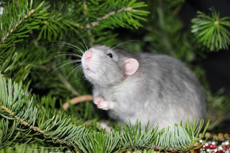 Grey domestic rat on a branch of a Christmas tree. Symbol of the new year 2020 in the Chinese calendar. New year and Christmas concept.の写真素材