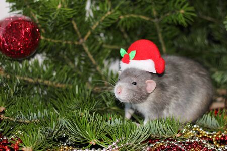 A rat in a Christmas cap, the christmas mouse. Christmas gray rat on the background of a natural Christmas tree. Symbol of the new year 2020 in the Chinese calendar. New year and Christmas concept.の写真素材