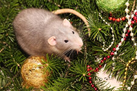Grey rat on the background of a natural Christmas tree. Symbol of the new year 2020 in the Chinese calendar. New year and Christmas concept.の写真素材