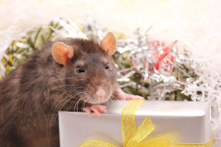Black rat and the gift. The concept of the New year 2020. Happy New Year.の写真素材