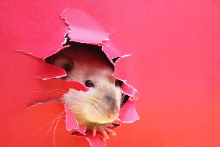 Rat is looking through the ragged hole in the red paper. Happy New Year 2020. Chinese calendar. year of rat.の写真素材