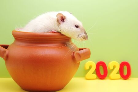 Rat in a clay pot and new years figures 2020. A rat looks out of a clay pot and looks at the colored numbers of the new year 2020. Happy New year.の写真素材