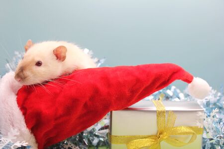 A rat with the Christmas hat and the gift. The concept of the New year 2020. year of rat 2020 in the Chinese calendar.の写真素材