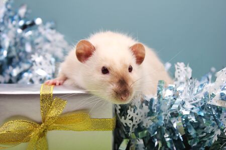 Domestic Rat among the Christmas tinsel near the gift. The concept of the New year 2020. Happy New Year.の写真素材