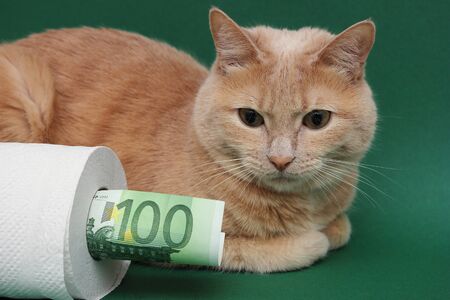 A red cat is lying next to a roll of white toilet paper on a green background. A 100 Euro bill is sticking out of a roll of toilet paper. Concept of economic crisis during the coronavirus pandemic.の写真素材