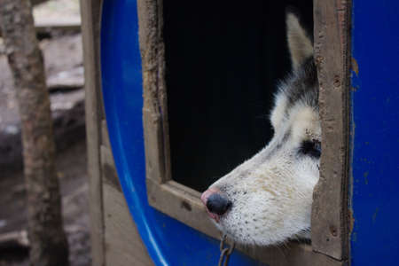 The dogs face looks out of the booth. Sad look of a Husky dog. Close-up of a dogs face.の写真素材
