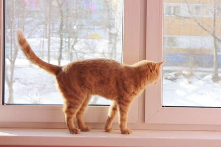 Red cat is walking on the windowsill and looking out the window. There is snow outside the window.の写真素材