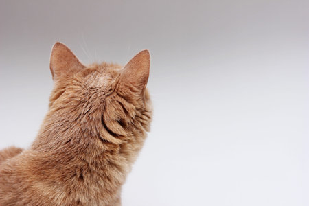 The back of the red cats head, Close-up view of the cats head from behind.