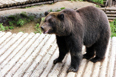 A brown bear on a wooden deck in the zoo. Close up.
