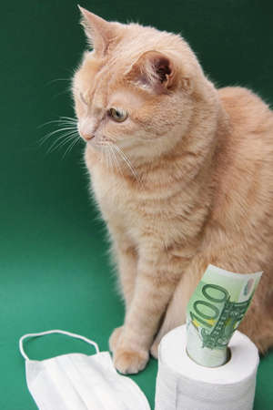 A red cat is sitting next to a roll of white toilet paper on a green background. A 100 Euro bill is sticking out of a roll of toilet paper. A medical disposable face mask is lying nearby.の写真素材