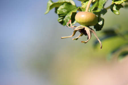 Far Eastern wild rose. Unripe berry in the process of ripening.の写真素材