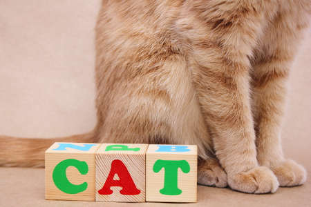 The word CAT is laid out in wooden cubes next to a sitting red cat. Part of the cat. Learning English.の写真素材