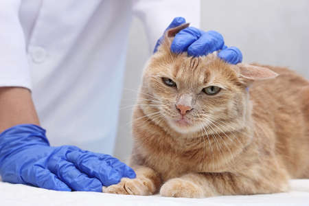 The ear of a red cat is examined by a veterinarian. Preventive inspection of pets.の写真素材