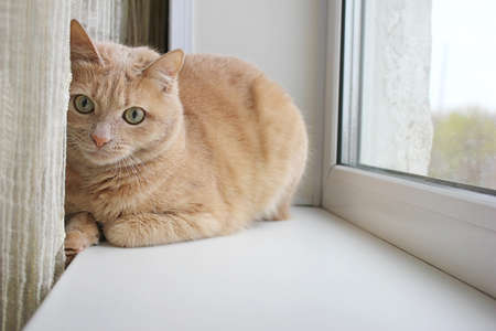 Red cat resting on the windowsill near the curtain. natural lightの写真素材