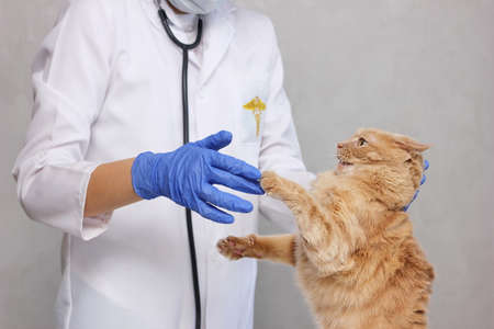 A red cat resisting the vet. In a veterinary clinic. Examination and treatment of pets. Angry cat.の写真素材