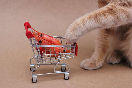A red cat stretches its paw towards the red boiled shrimps lying in a toy shopping cart. Food and diet for cats. Harmful and healthy food for pets.の写真素材