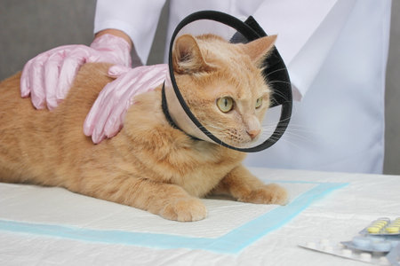 A red cat in a protective collar at the vet. Examination and treatment of pets.の写真素材