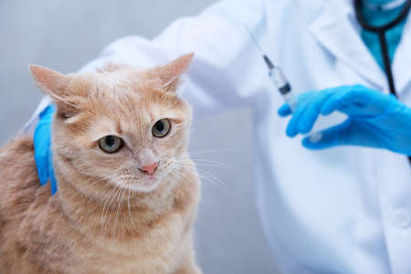 Vaccination of pets. A red-haired cat at a vets appointment. A veterinarian with a syringe in his hands.の写真素材