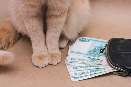Wealth. Savings. A red-haired cat next to Russian banknotes worth 1000 rubles. Funds for the maintenance of a pet.の写真素材