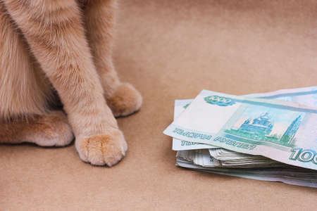 Wealth. Savings. cat next to Russian banknotes worth 1000 rubles.の写真素材