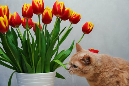 red cat and tulips. cat sniffing a tulip flower.の写真素材