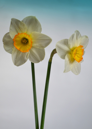 Daffodilsの写真素材