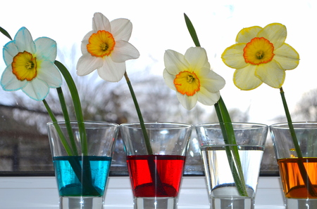 Daffodilsの写真素材