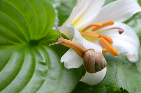 Snail and white lilyの写真素材