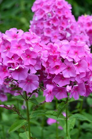 phloxの写真素材