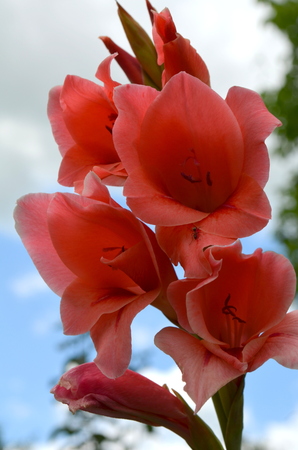 gladiolus gladiolus