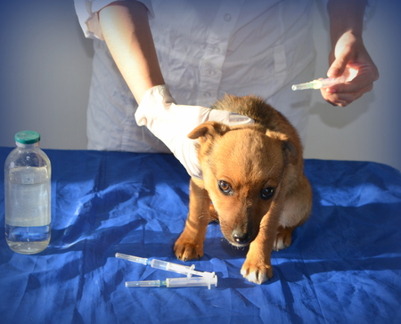 puppy vaccinationの写真素材