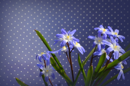 CHIONODOXA blue primrosesの写真素材