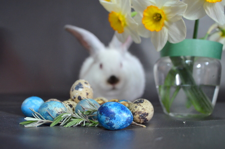 Easter bunny and Easter quail eggsの写真素材