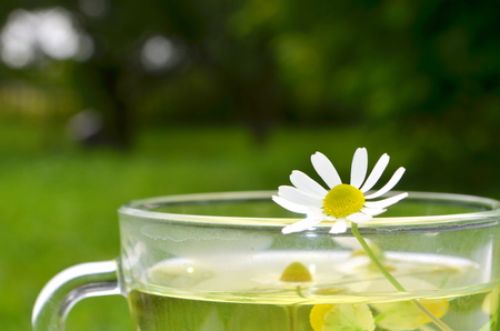 Tea with chamomile in a transparent cupの写真素材