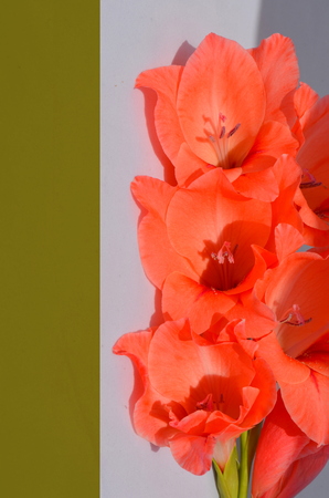 beautiful gladiolus flowers isolated on white backgroundの写真素材