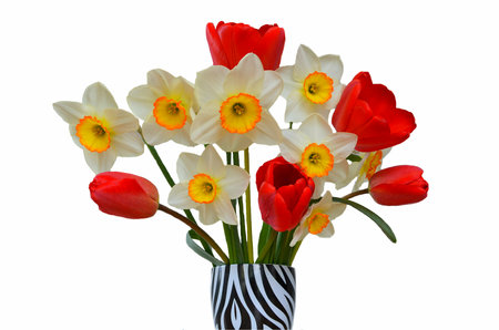 A bouquet of daffodils and red tulipsの写真素材