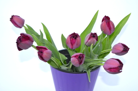 Purple fringed tulips Curly Sueの写真素材