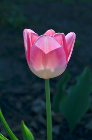 Pink tulip on a bright sunny dayの写真素材