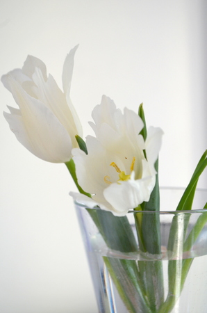 Delicate white tulips with curly petals on white backgroundの写真素材