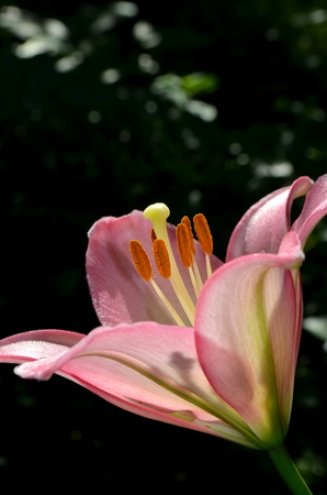 pink lily flowerの写真素材