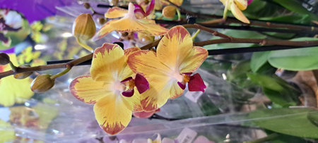 Beautiful yellow orchid flowers on a blurred background. Close-up.の写真素材